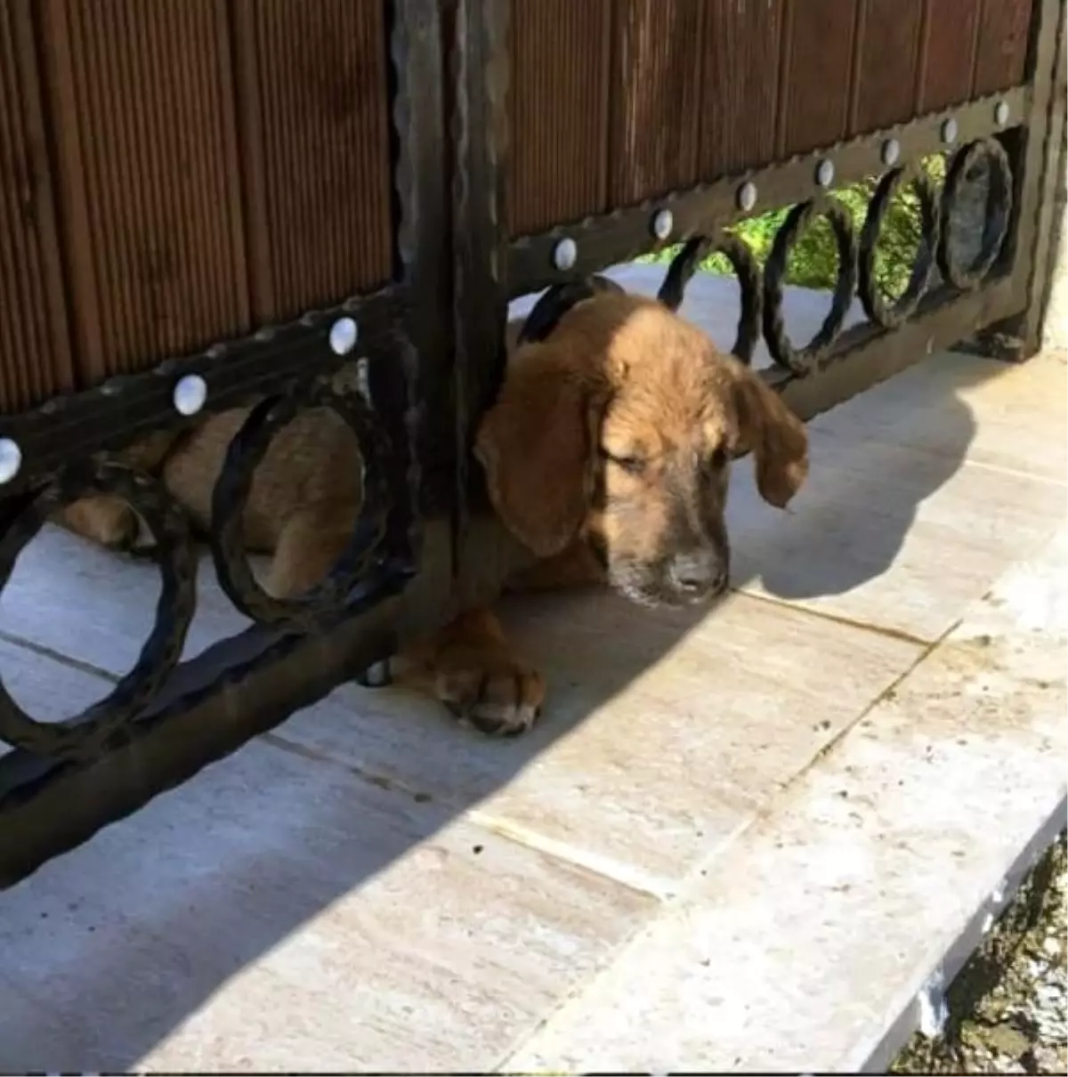 Kafası demir kapıya sıkışan yavru köpek kurtarıldı