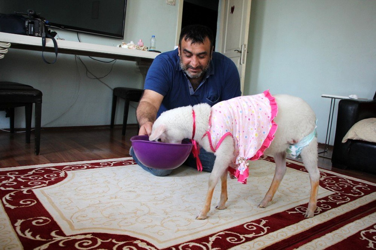 Kurbanlık olarak aldıkları kuzu evlatları gibi oldu