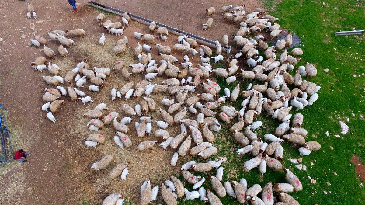 Kuzuların anneleri ile buluşması havadan görüntülendi