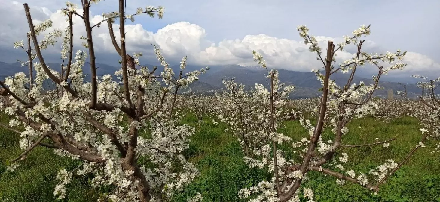 Ödemiş ovası erik beyazı ile kaplandı