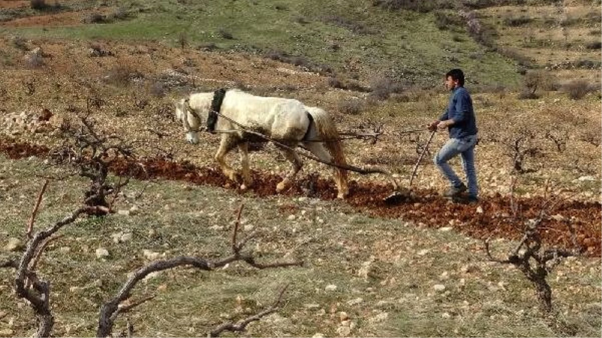 Engebeli tarlalar, binlerce yıllık gelenekle sürülüyor