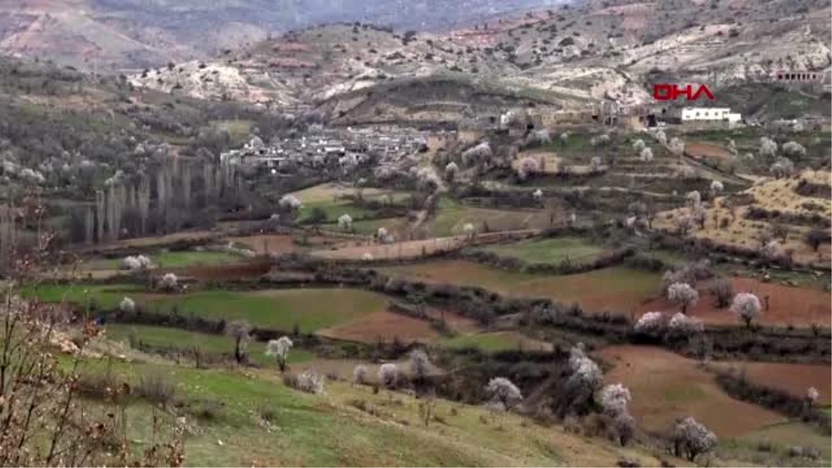 Engebeli tarlalar, binlerce yıllık gelenekle sürülüyor