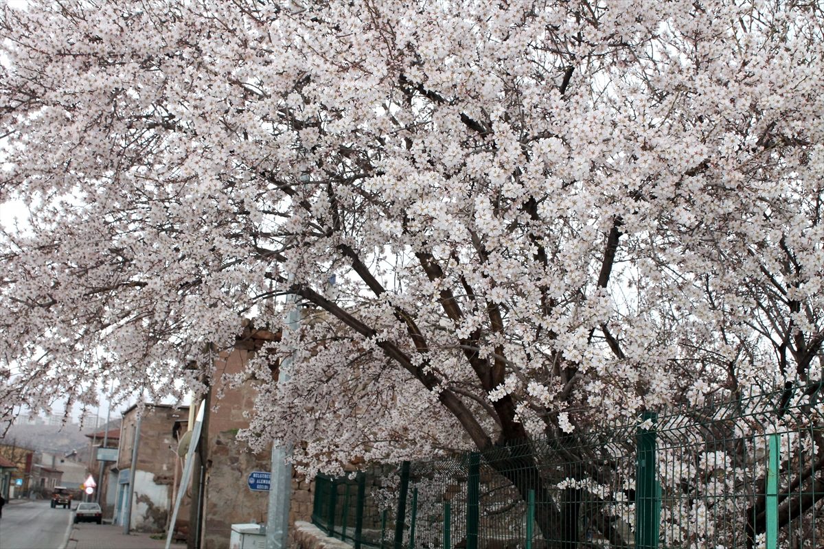Kayseri\'de badem, kayısı ve erik ağaçları çiçek açtı