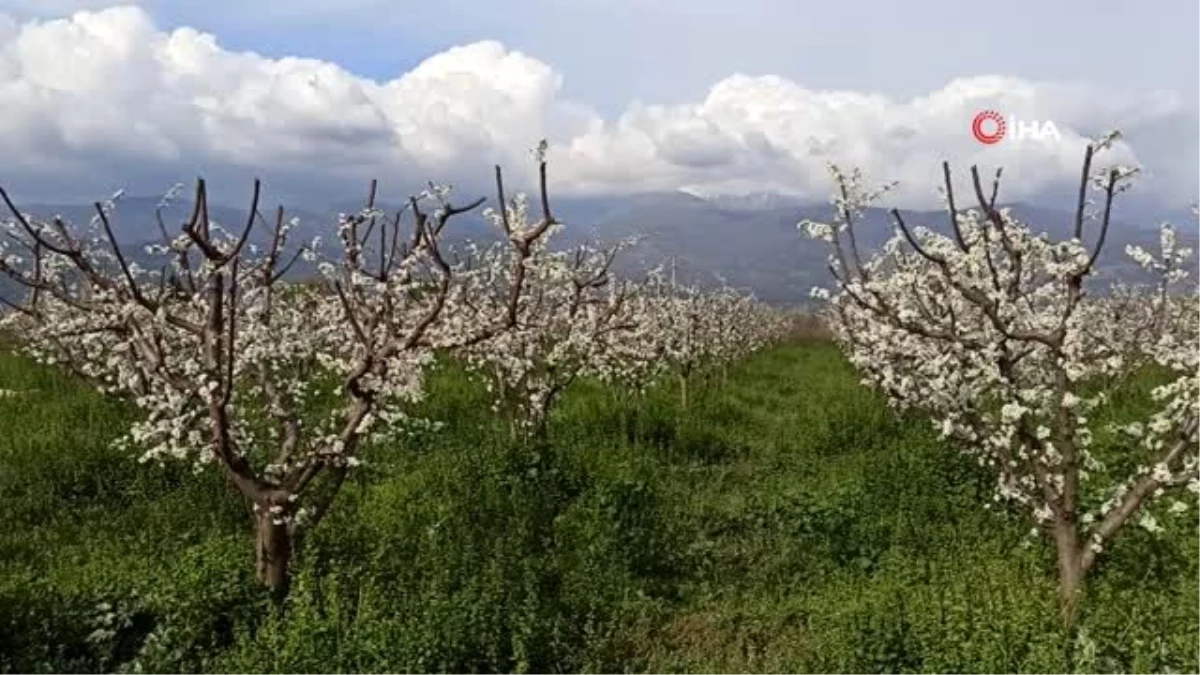 Küçükmenderes Ovası erik çiçeği ile kaplandı