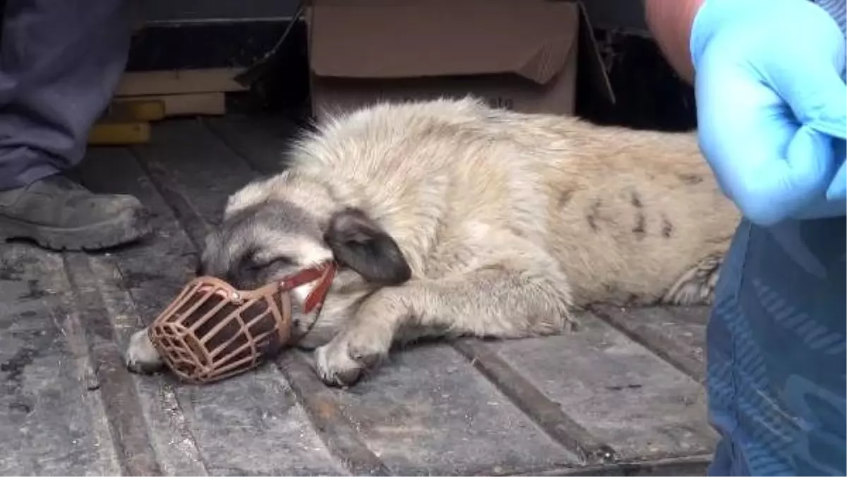 Otomobilin çarptığı köpek, tedaviye alındı