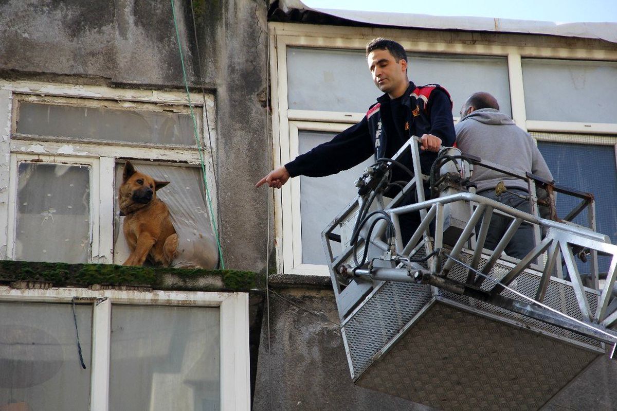 Sahipleri operasyonla gözaltına alındı, evde kalan köpekleri itfaiye kurtardı