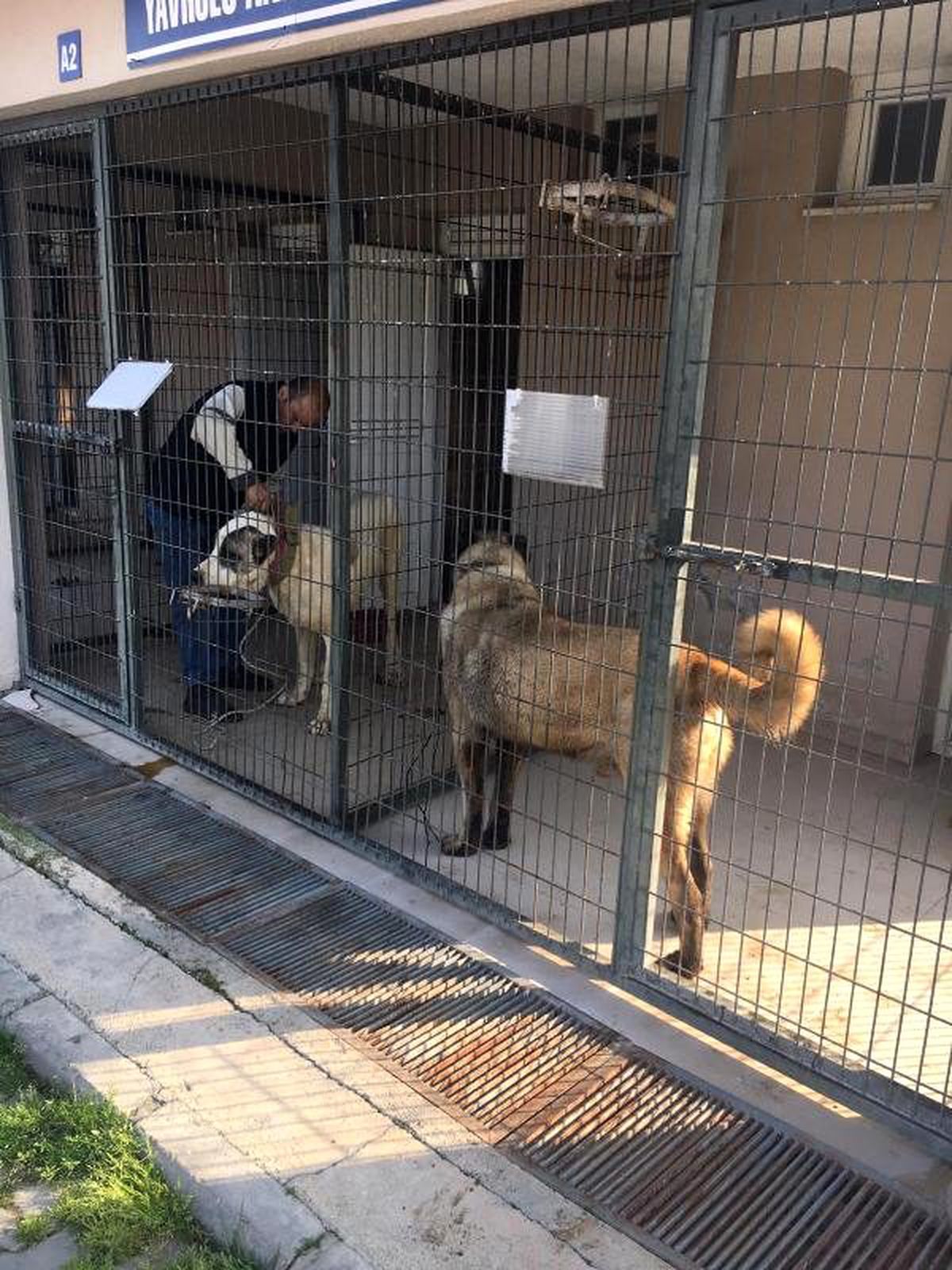 Salihli\'de köpek dövüşüne jandarma baskını