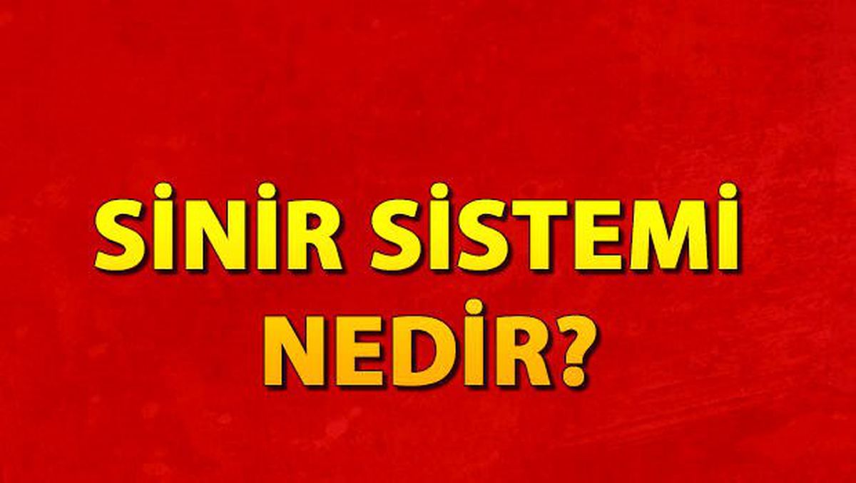 Sinir sistemi nedir? Sinir sistemi hastalıkları nelerdir