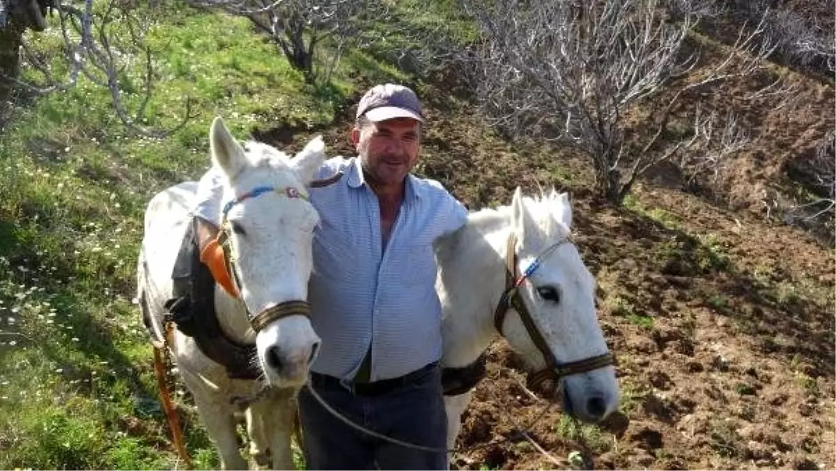 Traktörün giremediği araziler, atlarla sürülüyor