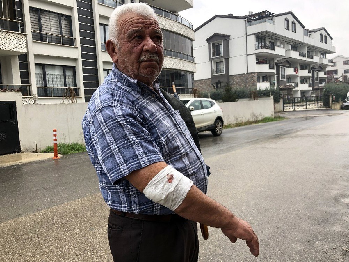 Başıboş köpekler yaşlı adama saldırdı, hastanelik etti