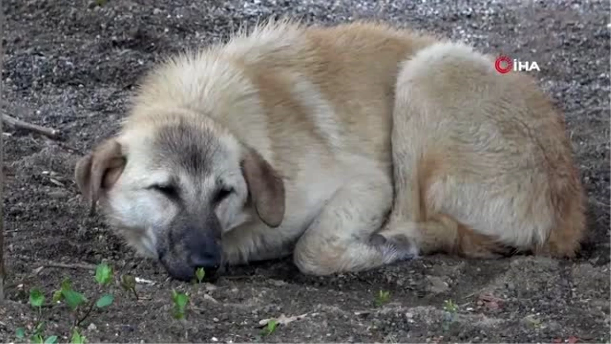 Başıboş köpekler yaşlı adama saldırdı, hastanelik etti