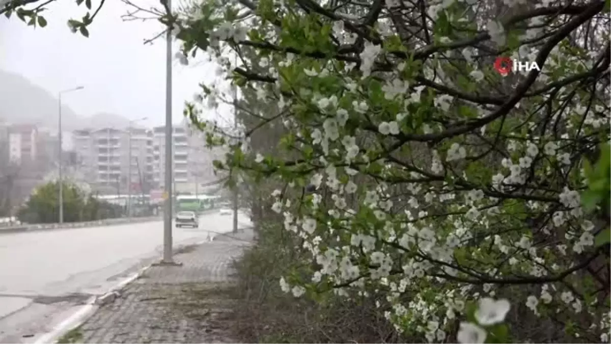 Çiçek açan ağaçlara kar yağdı