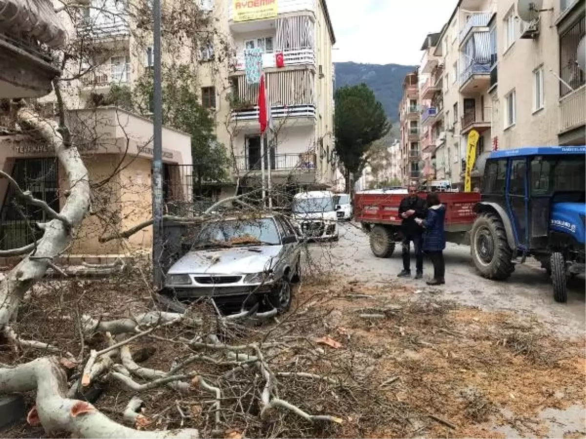 Çürüyen 250 yıllık ağaç muhtarlık ve otomobilin üzerine devrildi