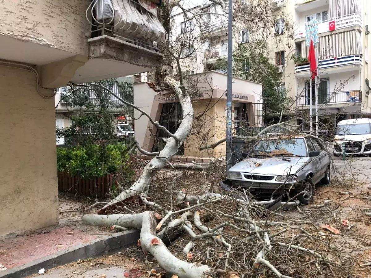 Çürüyen 250 yıllık çınar ağacı devrildi