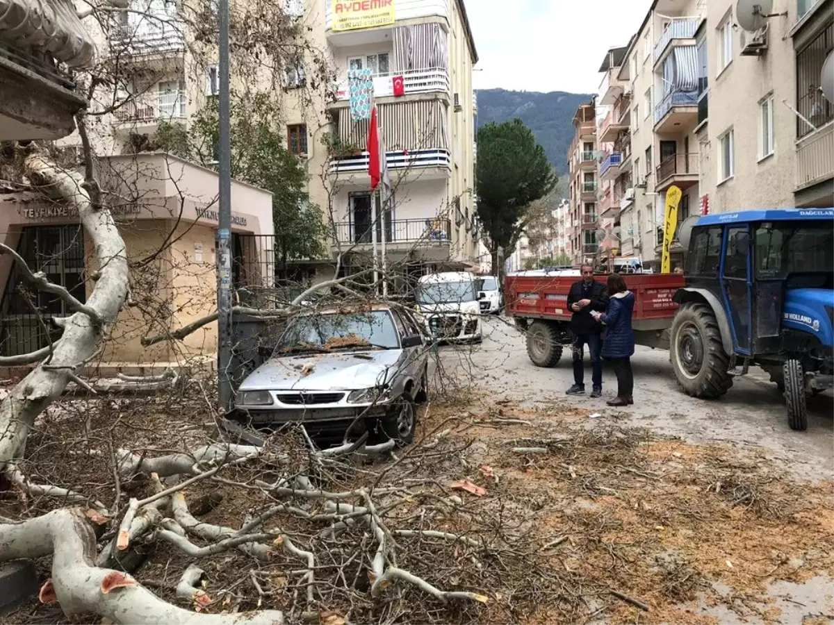 Çürüyen 250 yıllık çınar ağacı devrildi