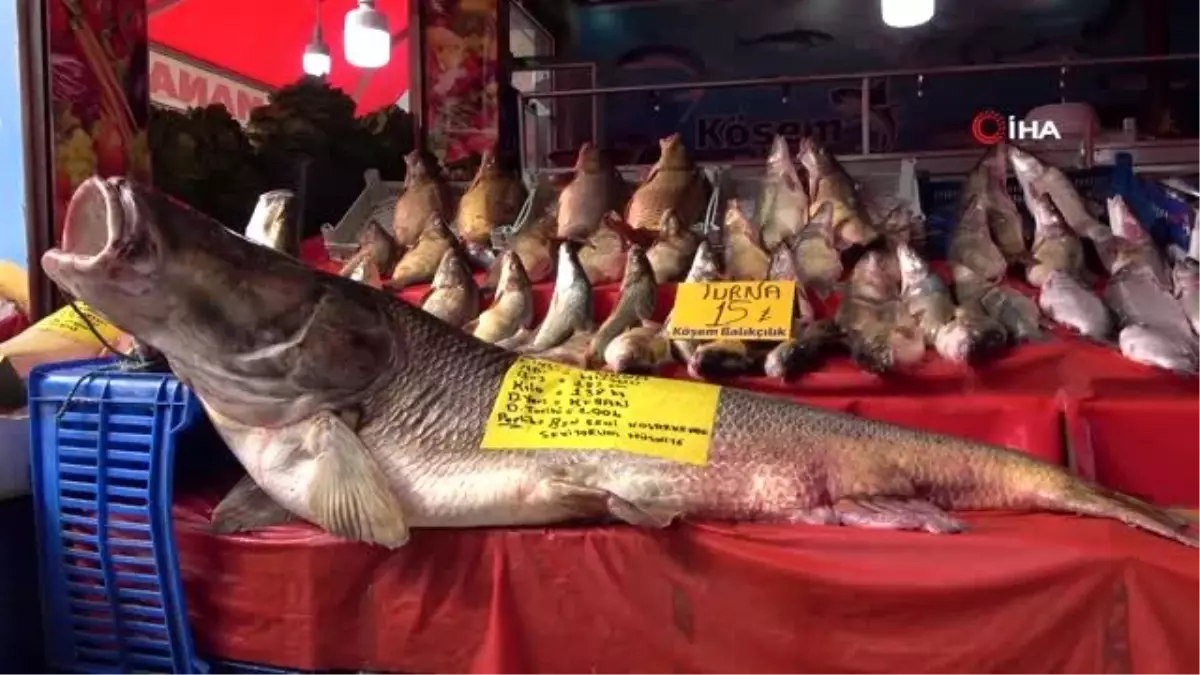 Elazığ\'da son yılların en büyük turnası yakalandı: 2 metre, 138 kilo