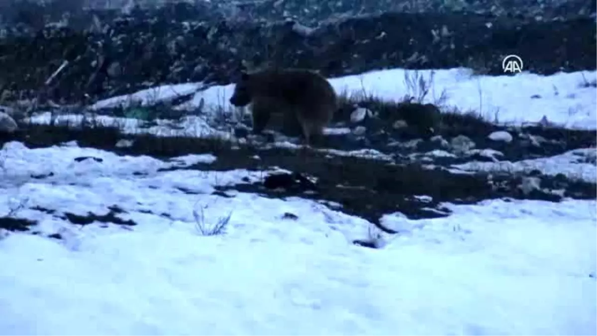 Göçmen bozayılar kış uykusundan uyandı