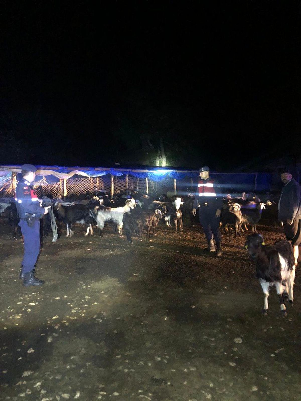 Kaybolan 145 küçükbaş hayvan bulundu