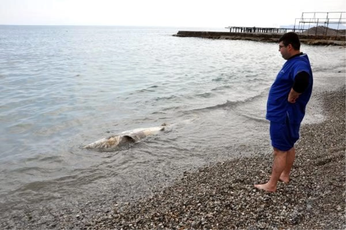 Kemer\'de sahile köpek balığı ölüsü vurdu