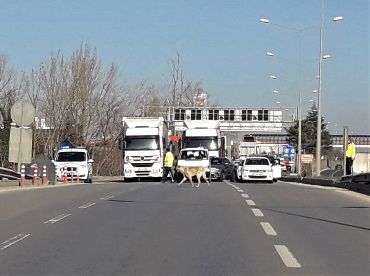 Köpeği yolu karşısına geçirmek için trafiği durdurdular