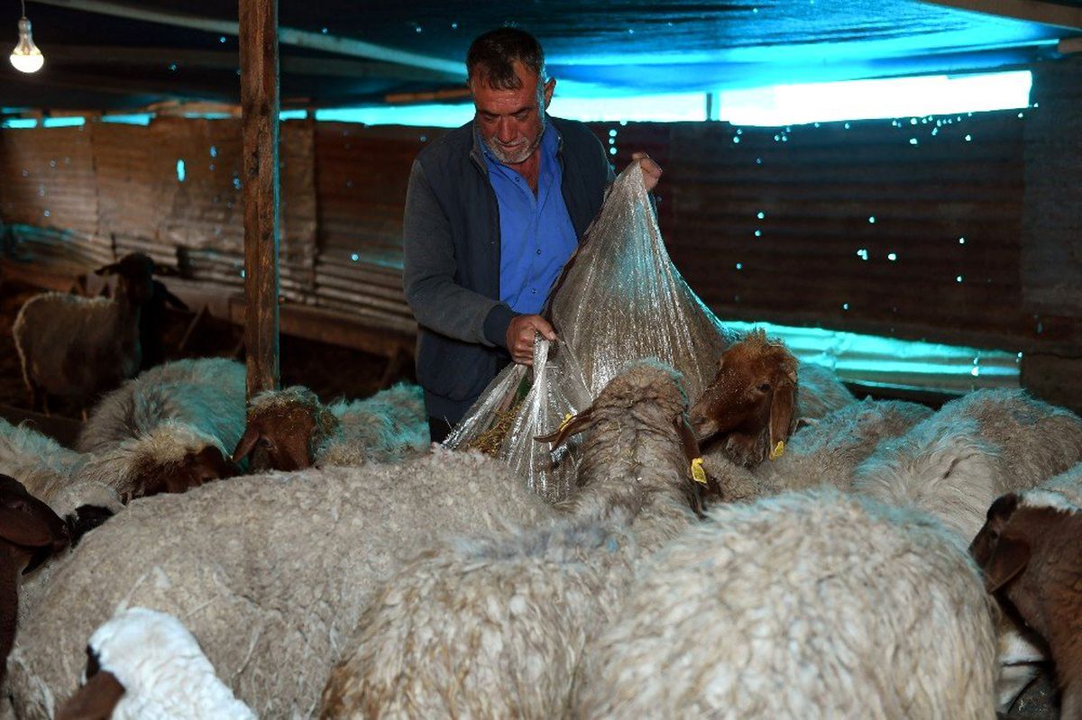 Koyun ve kuzular açlıktan kurtarıldı