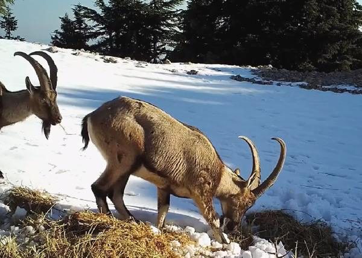 Aç kalan yaban hayvanları fotokapana takıldı