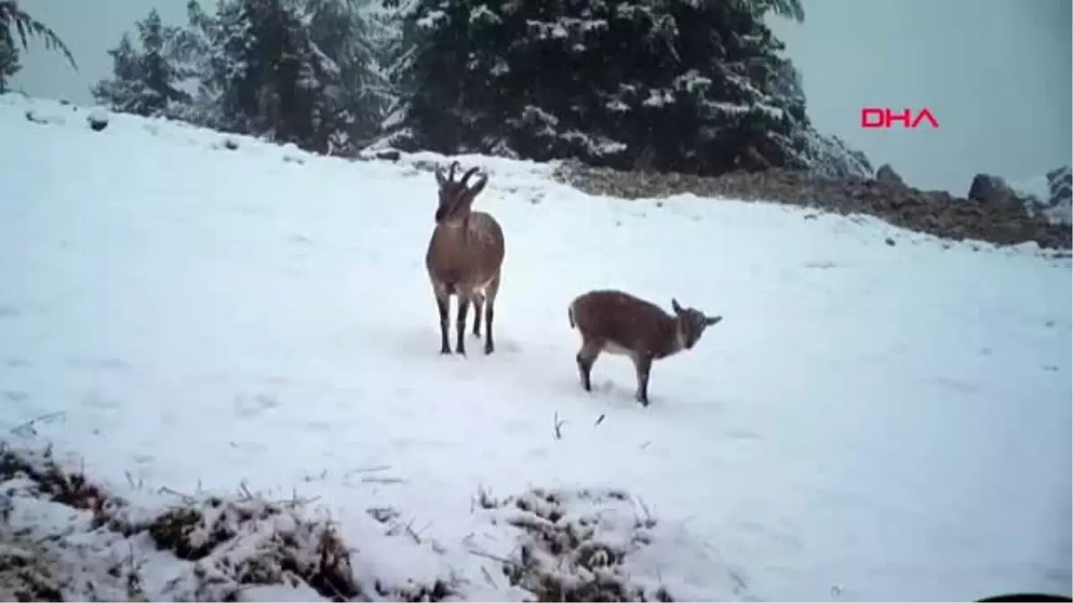 Aç kalan yaban hayvanları fotokapana takıldı