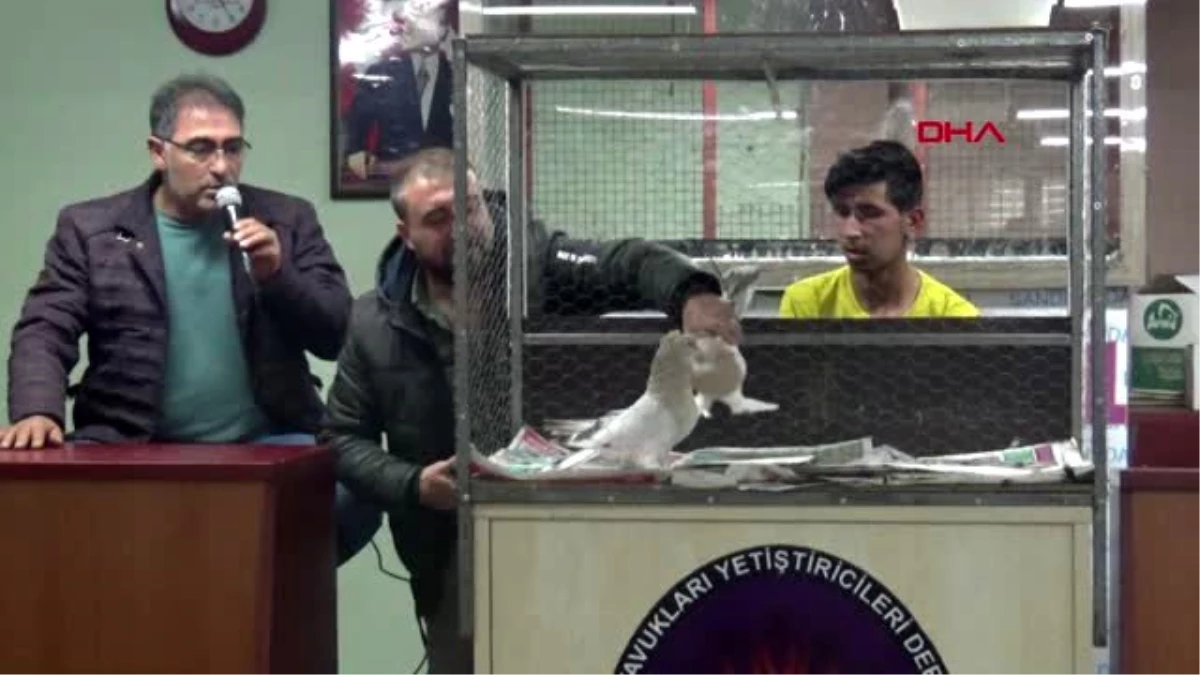 AFYONKARAHİSAR 2 çift güvercin 12 bin liraya satıldı