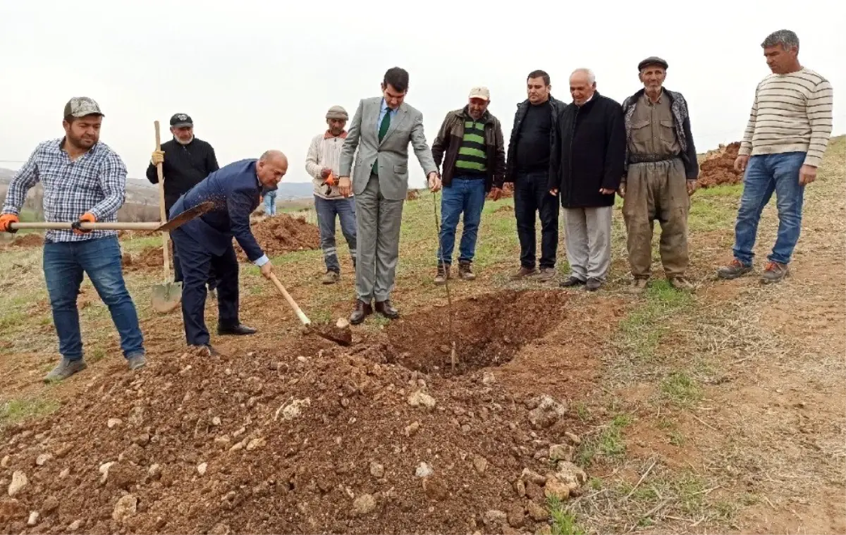 Gölbaşı ilçesinde ceviz projesi