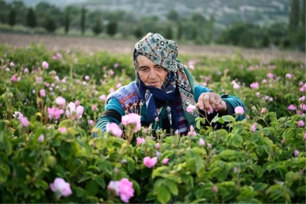 Isparta\'da bu yıl 12- 13 bin ton gül rekoltesi bekleniyor