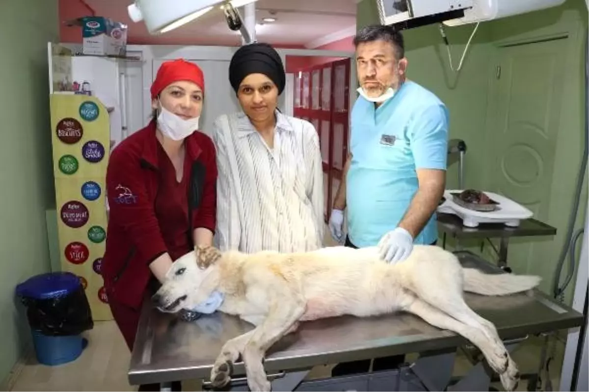 Köpeğin vücudundaki 2 kiloluk tümör alındı