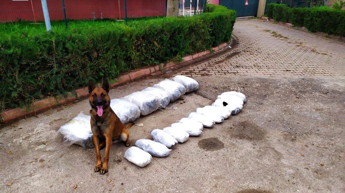 "Oscar" 49 kilo 700 gram esrar buldu