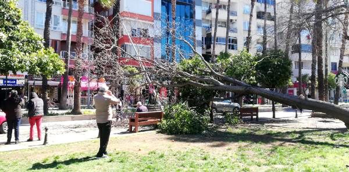 Şiddetli rüzgar 30 metrelik ağacı devirdi