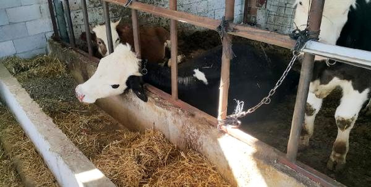 Kopan elektrik teli ahırın üzerine düştü; 6 büyükbaş telef oldu