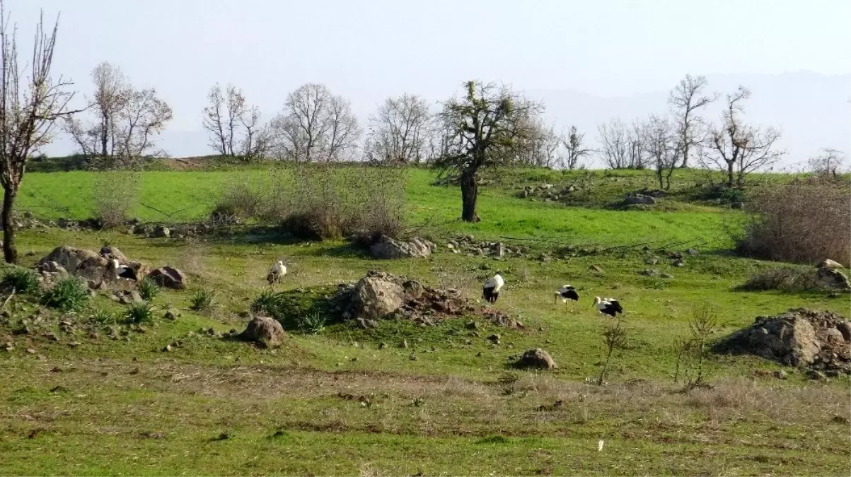 Soğuktan etkilenen leyleklere belediye kontrolü