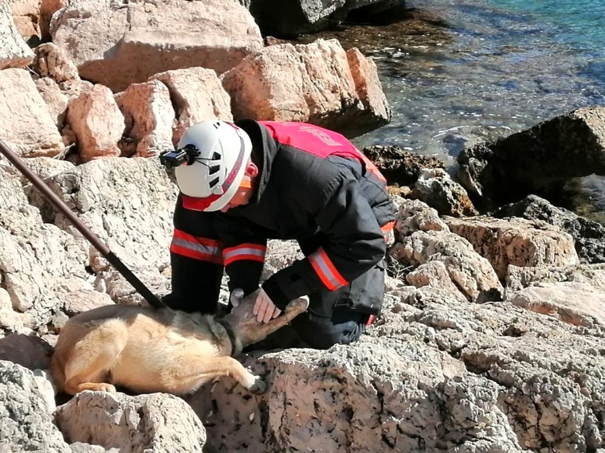 Başı plastik bidona sıkışan köpeği itfaiye ekipleri kurtardı