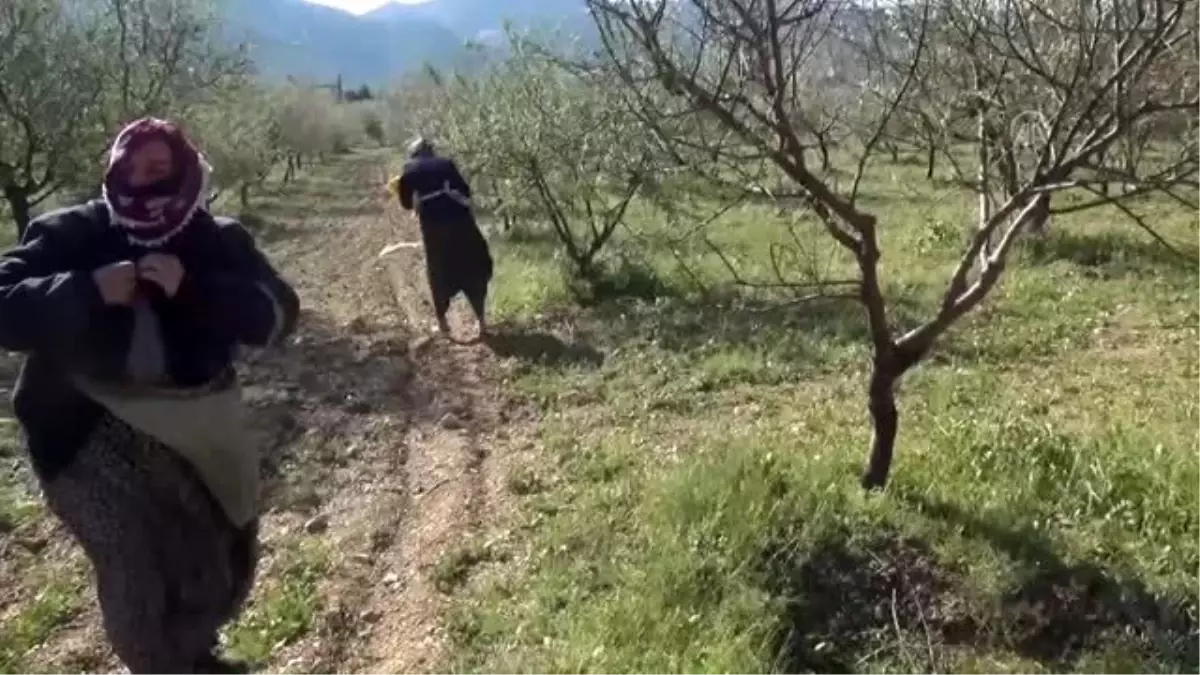 Fırtına, badem ağaçlarına zarar verdi