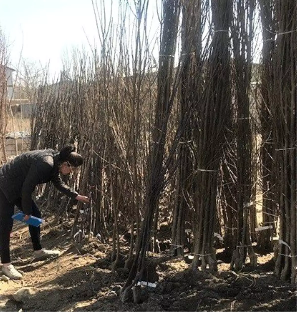 Iğdır\'da fidan satış yerleri denetlendi