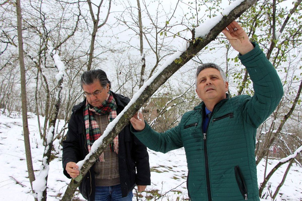 Uzmanlardan fındık üreticilerini rahatlatan açıklama