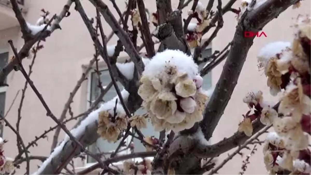 AFYON Çiçek açan meyve ağaçlarında kar güzelliği