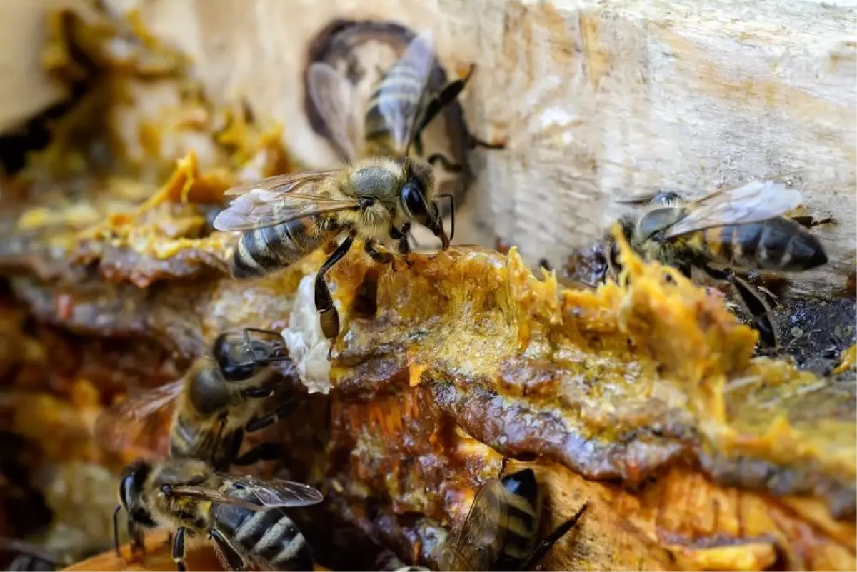 Bağışıklık sisteminin destekçisi: Propolis