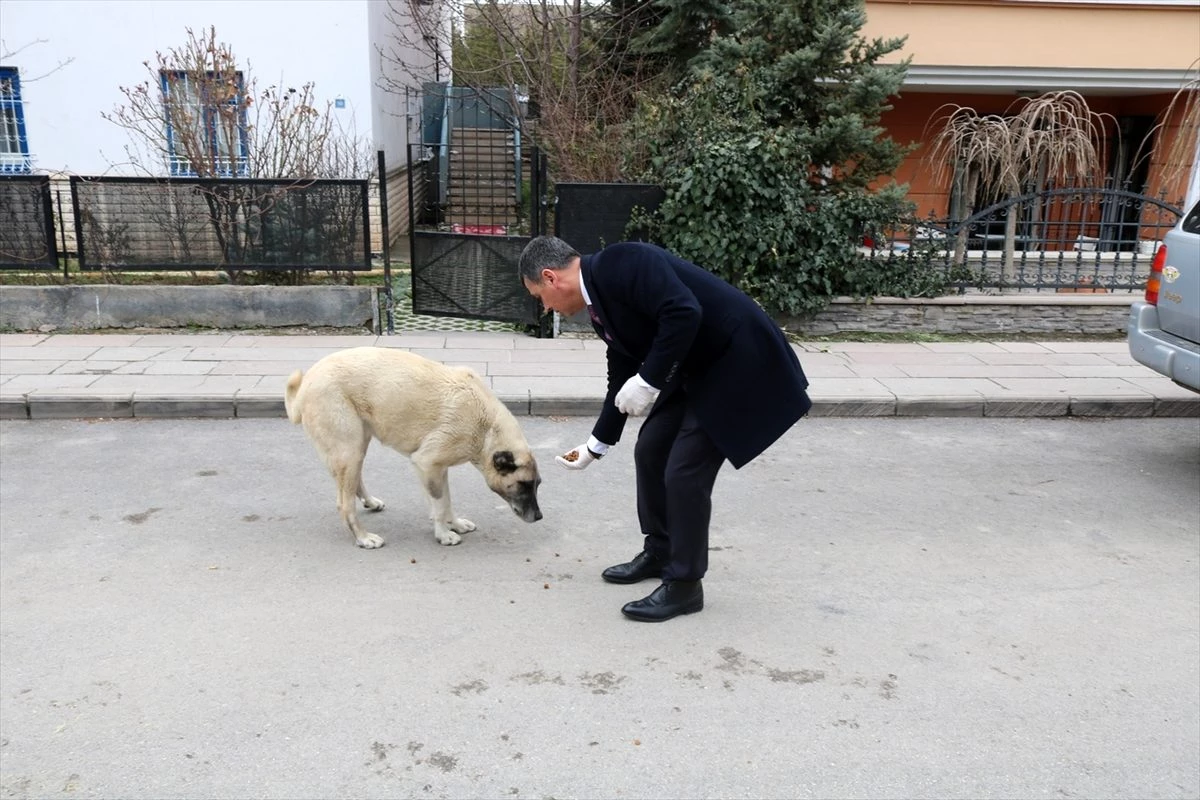 Gölbaşı Belediye Başkanı Şimşek, sokak hayvanlarını kendi elleriyle besledi