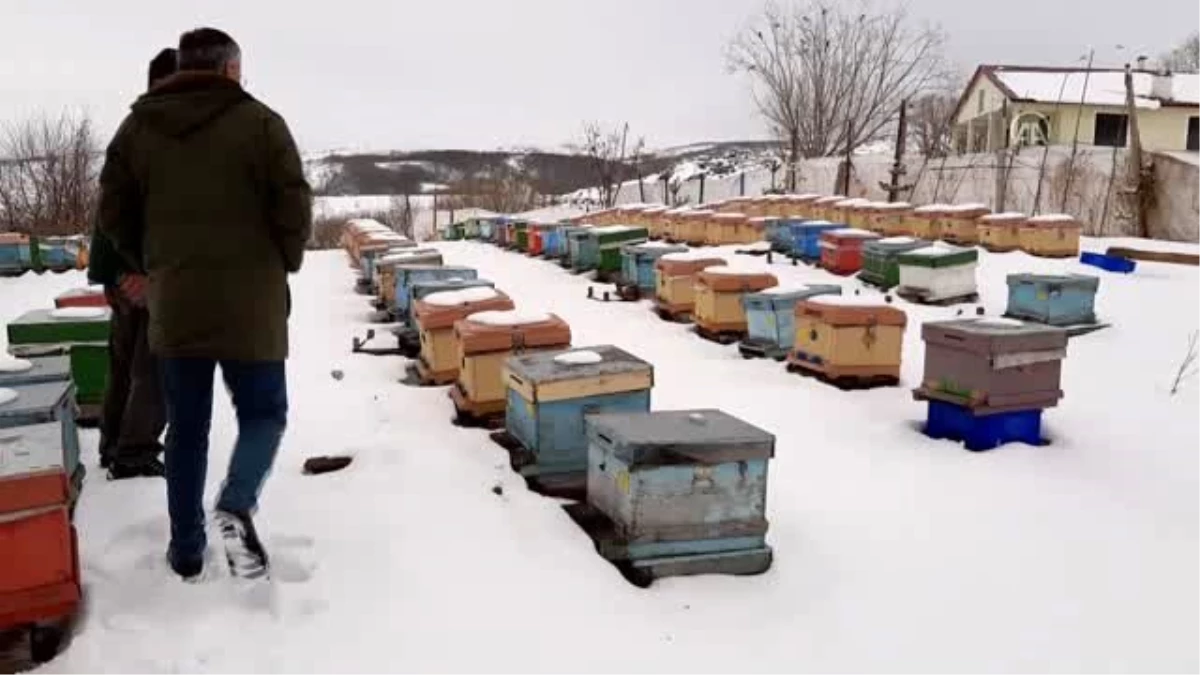 "Kara kış"ı kar altında geçiren "Kafkas arısı" bal verimini artırıyor