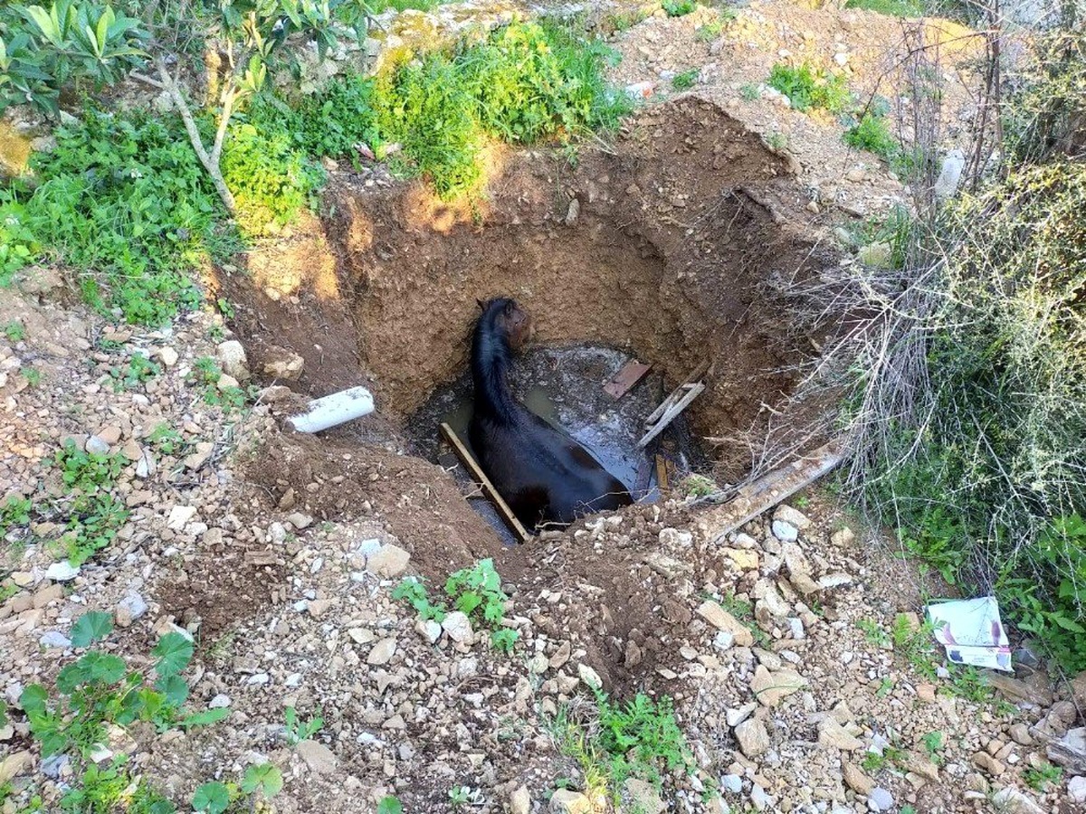 Kuyuya bakan vatandaşlar gördükleri manzara karşısında şok oldu