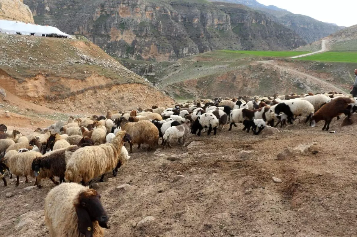 Kuzular anneleriyle buluştu, ortaya renkli görüntüler çıktı