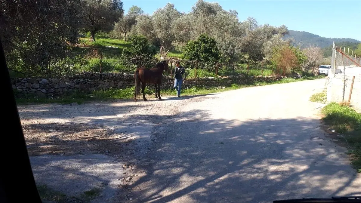 Muğla\'da kuyuya düşen at kurtarıldı