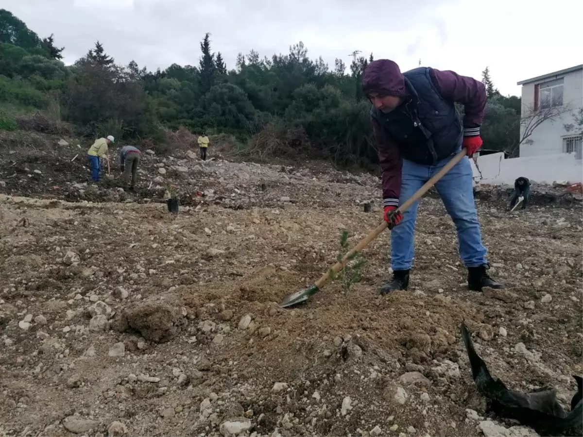 Ormana yapılan kaçak binaların yerine 200 fidan