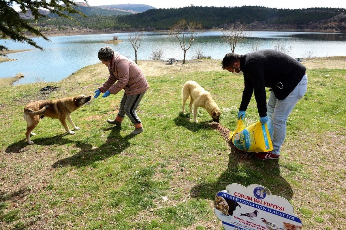 Çorum\'da sokak ve yaban hayvanlarını unutmadı