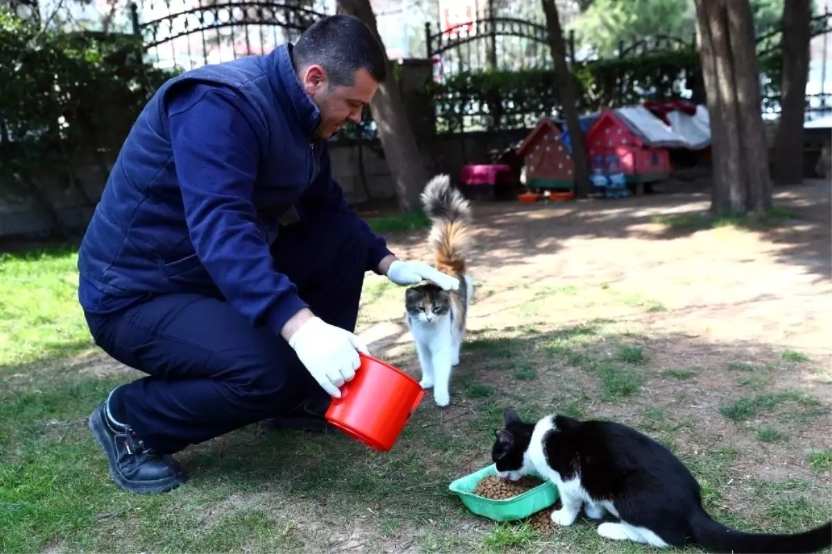 Korona virüs salgınında sokak hayvanları unutulmadı