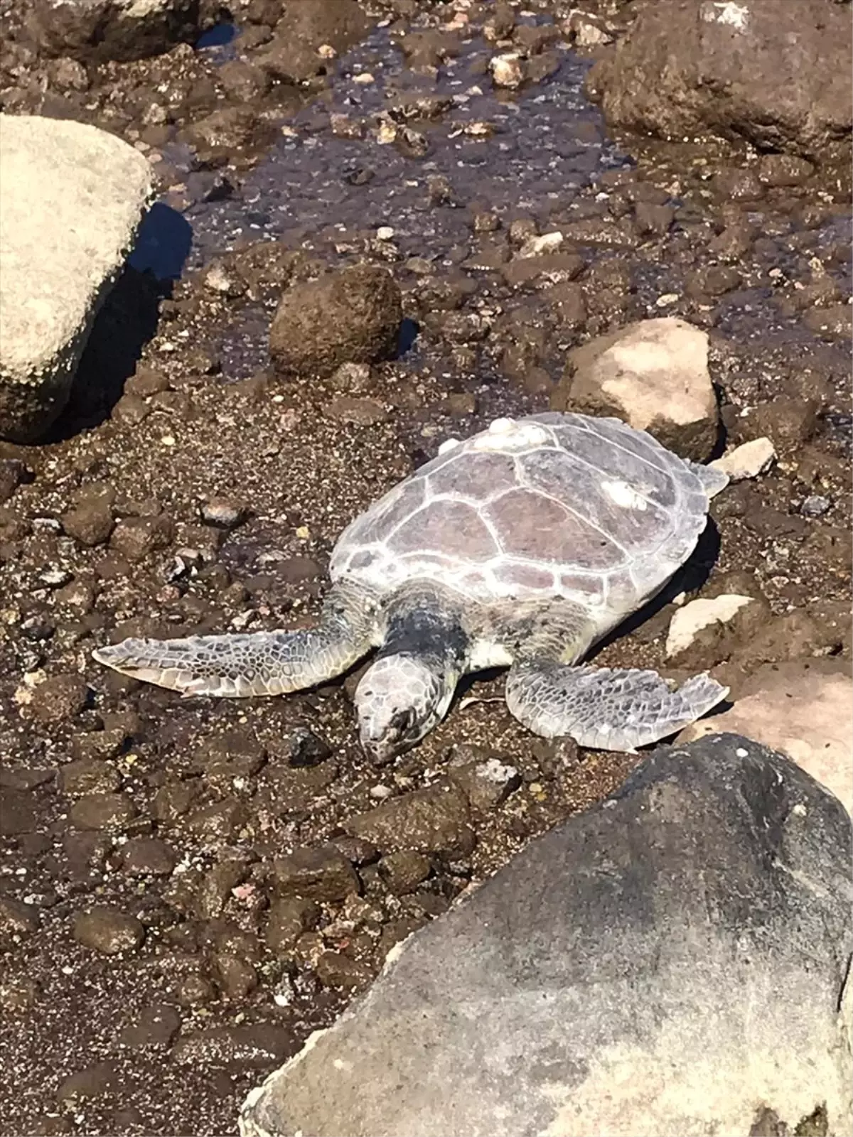 Muğla\'da ölü caretta caretta sahile vurdu